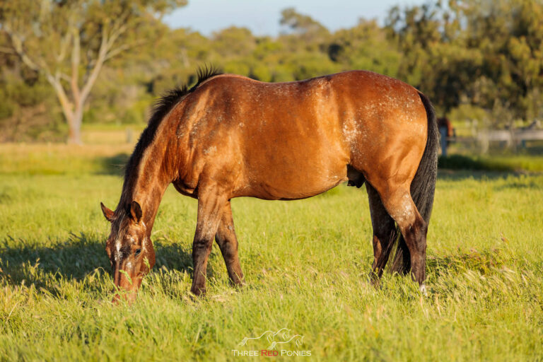 Appaloosa horse photograph in field