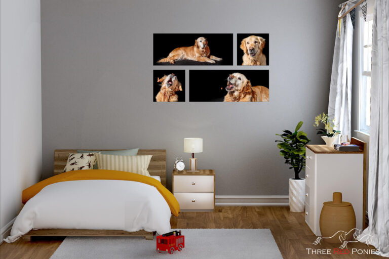 Dog Breed of the month competition for a photoshoot of your pet for stunning studio wall art in your home
