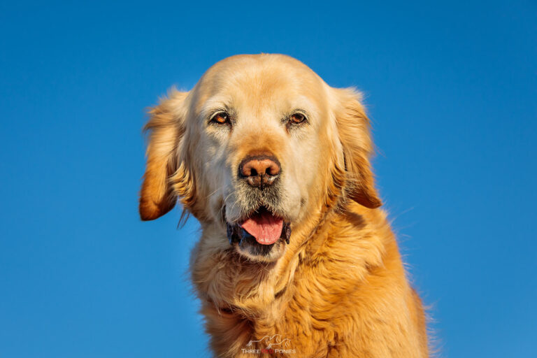 Golden Retriever dog photo