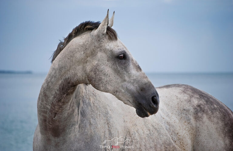 Grey horse at the beach photo by Three Red Ponies