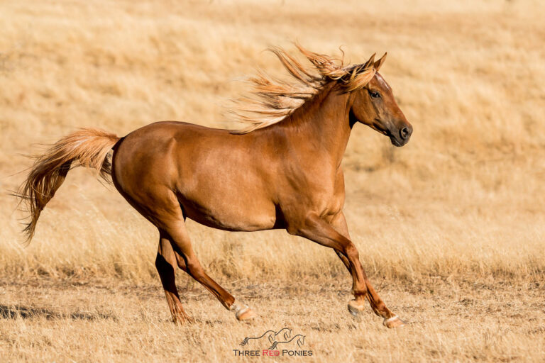 horse Cantering on farm field