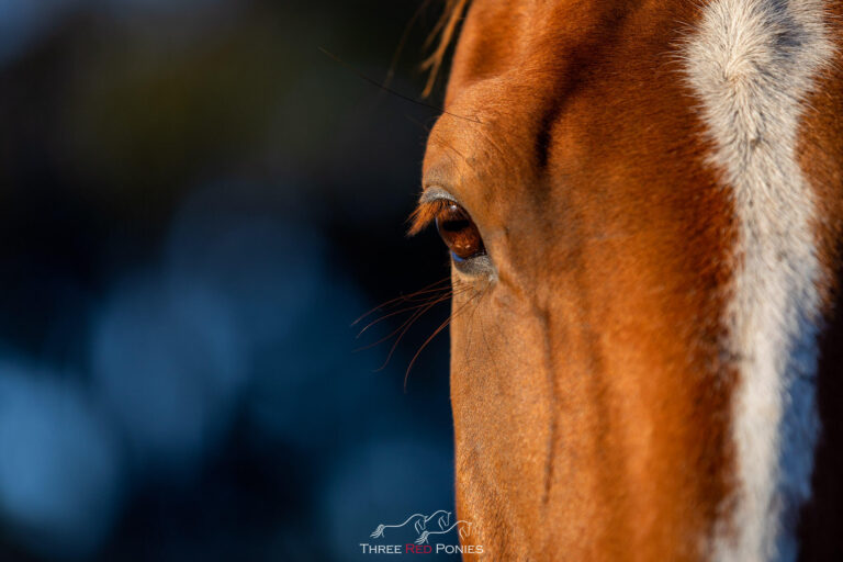 Horse eye close up photo