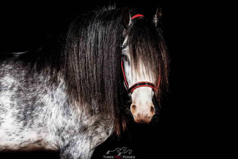 Three Red Ponies Horse studio black background photograph