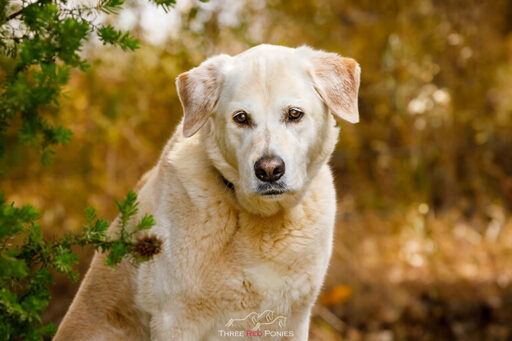 Lifestyle Dog Photograph