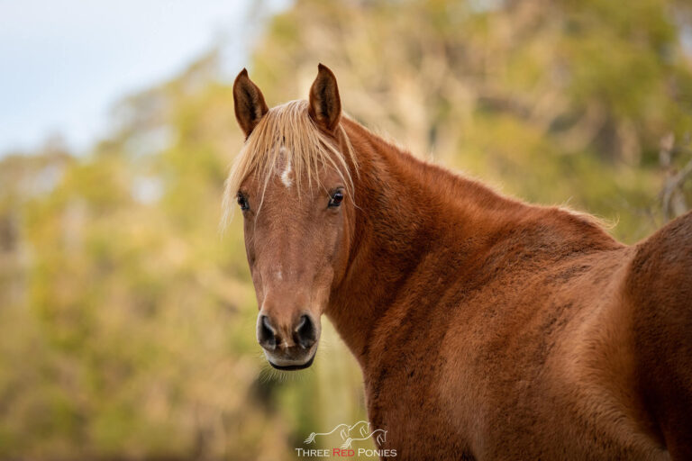 Horse looking back photo