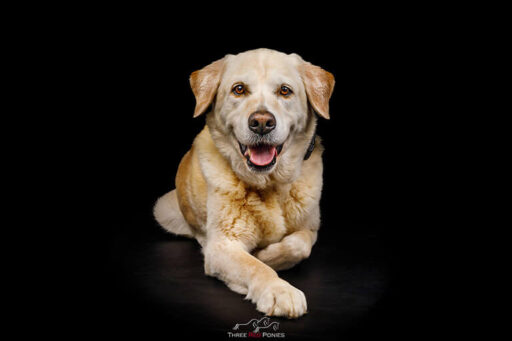 Studio dog photograph