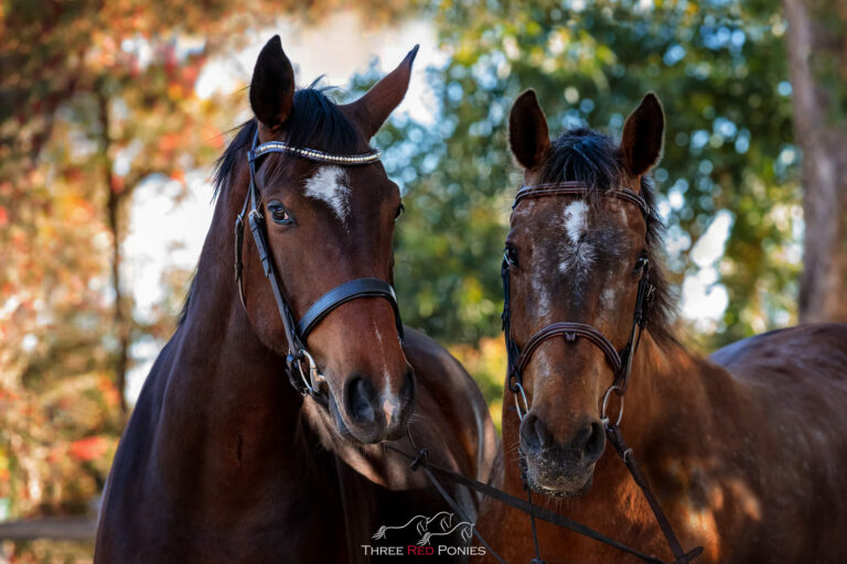 Two Horse outdoor photo by Three Red Ponies