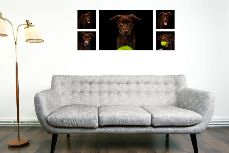 Kelpie dog wall art collection