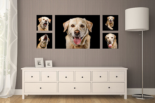 Dog Photography Wall Art by Three Red Ponies