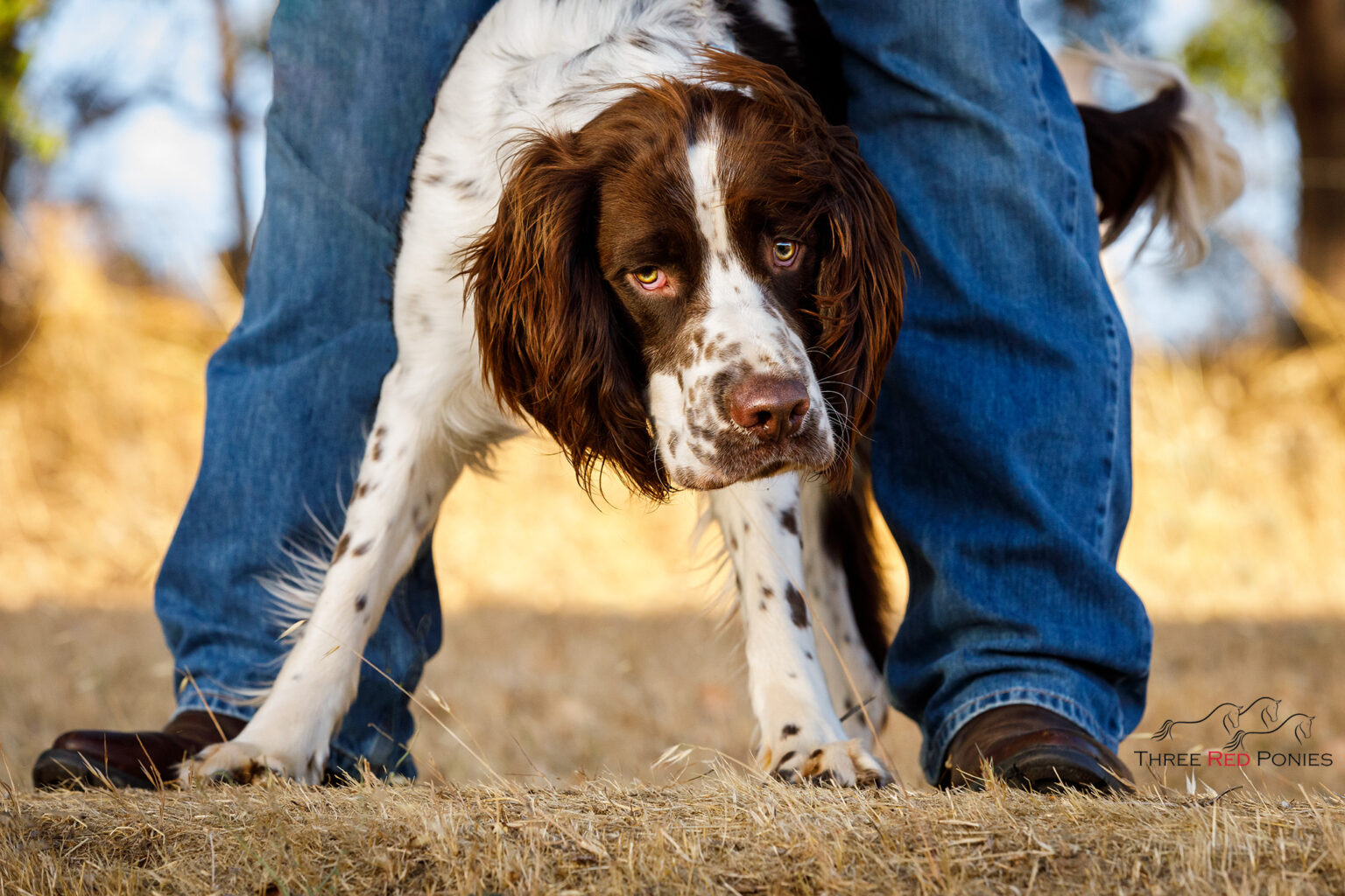 Springer Spaniel Photo