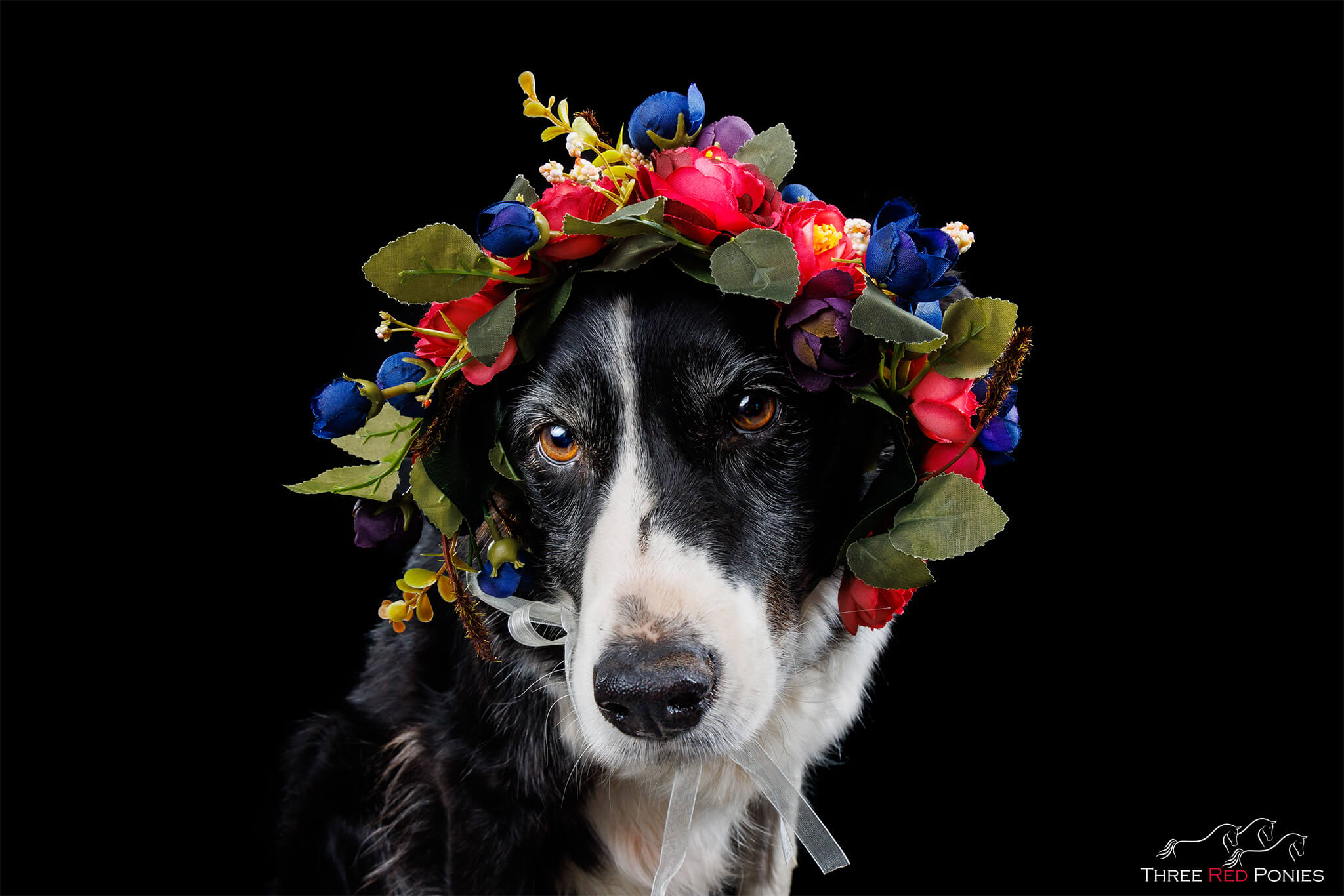 border collie dog photography studio